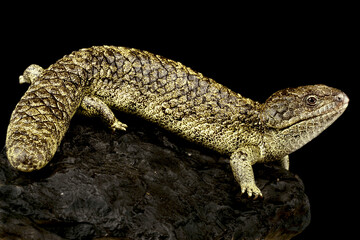 Fototapeta premium Rottnest island Shingleback Skink (Tiliqua rugosa konowi)