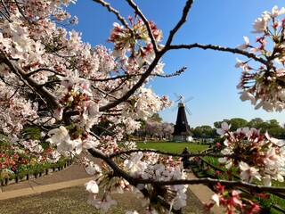 浮間公園の満開の桜と風車