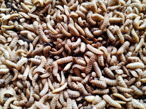 Larva soldado negro