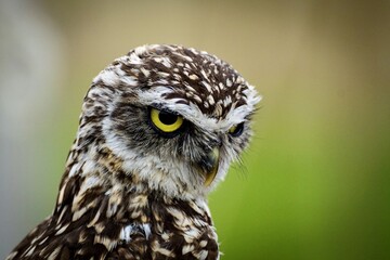great horned owl
