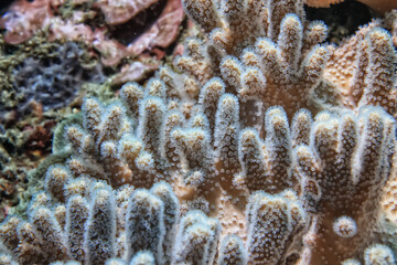 coral texture underwater background reef abstract sea