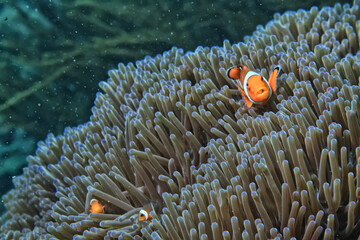 small colorful coral fish on the reef underwater tropical wildlife
