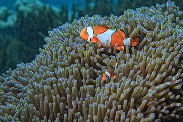 Naklejka na ściany i meble clown fish on an anemone underwater reef in the tropical ocean