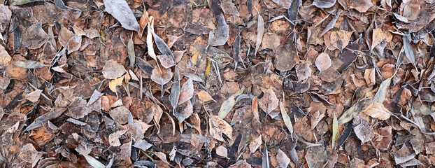 gloomy background fallen leaves autumn seasonal depression monochrome