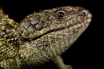 Rottnest island Shingleback Skink (Tiliqua rugosa konowi)