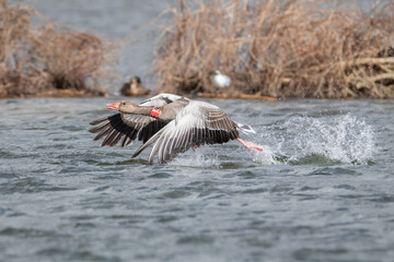 Geese taking off