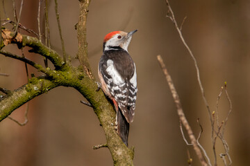 Midle spotted woodpecker