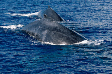 Fototapeta premium Humpback whales in maui hawaii