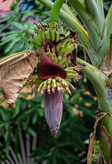 young bananas fruit and red flower on banana tree witht green leaves