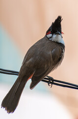 Red whiskered bulbul rested on wire