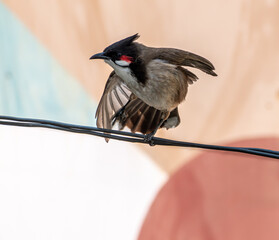 Red whiskered bulbul rested on a wire