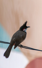 Red whiskered bulbul rested on a wire 