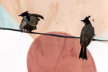Two Red whiskered bulbul rested on a wire