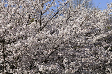 日本の春、桜