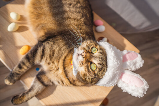 Cute kitty looks at the camera in a bunny costume. The cat is lying on a wooden background wearing a cute hat with bunny ears. Happy Easter concept