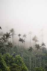 Highest Coconut Palm Trees Cocora Valley in Salento, Disney Village in Colombia