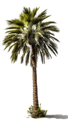 Tall palm tree PNG. tall palm tree isolated on blank background PNG