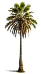 Tall palm tree PNG. tall palm tree isolated on blank background PNG
