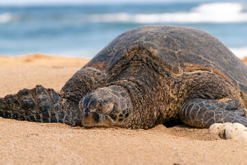 island green sea turtle