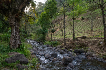 Fototapeta premium Jungle Agriculture in Tanzania