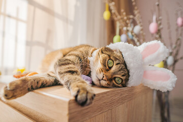 Easter bunny cat in bunny ears lying on the bedside table.