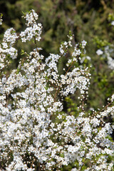 white flowers fruit trees closeup spring nature