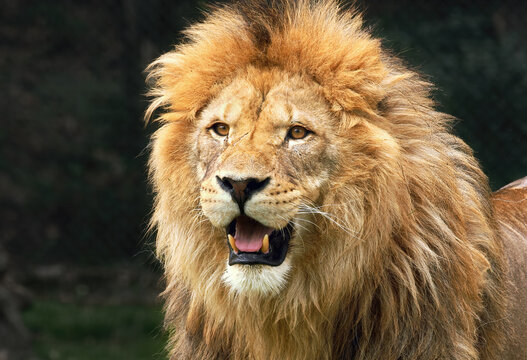 Lion in Safari Park, Novara, Italy.