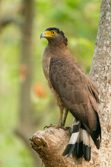 Crested serpent eagle, Spilornis cheela