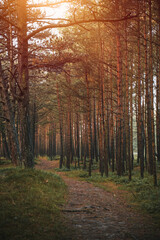 Pathway in the park. Gravel public road outdoors.