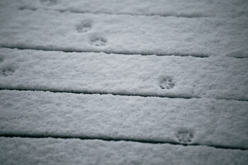 animal tracks on fresh snow