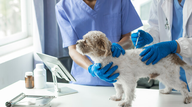 Cropped image of unknown male veterinarian examining Shih Tzu dog at animal clinic, copy space