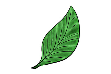 Obraz premium A hand drawn watercolor green leaf. Good for any project. 