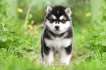 A black and white Alaskan Malamute puppy stands in front of a green park and looks at the camera