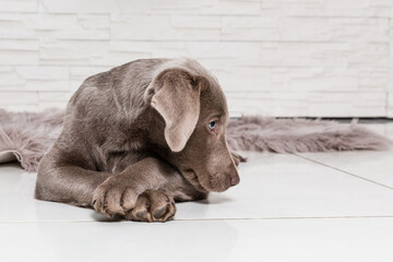 cute labrador dog puppy lies on carpet the head rests on the crossed paws