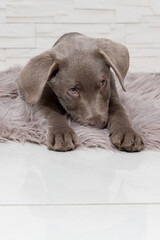 cute labrador dog puppy lies on carpet and hides muzzle between paws while shyly peering upwards