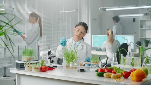 A young Asian female biologist pipetting pesticides onto a test sample of green sprouts. Research of green sprouts, vegetables, fruits, genetic modification of products grown in the lab.