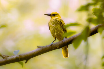 close-up of black-naped oriole perching on branch