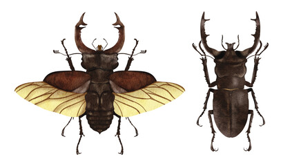 stag beetle illustration - obrazy, fototapety, plakaty