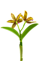 Close up of Beautiful yellow purple Cattleya orchid flower bouquet with isolated on transparent background