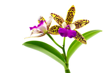 Close up of Beautiful yellow purple Cattleya orchid flower bouquet with isolated on transparent background