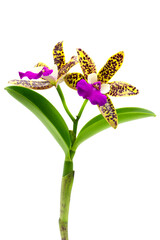 Close up of Beautiful yellow purple Cattleya orchid flower bouquet with isolated on transparent background