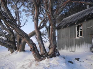 Snowy winter landscape with snow gums and alpine hut; Cope Hut on the Bogong high plains in the...