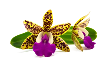 Gordijnen Close up of Beautiful yellow purple Cattleya orchid flower bouquet with isolated on transparent background © isarescheewin