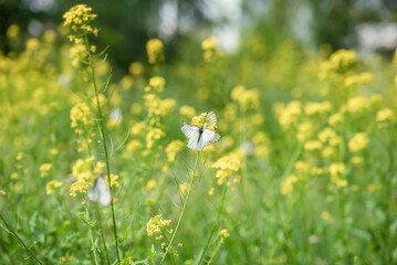 the mating season of white butterflies on a sunny summer day. Selective focus