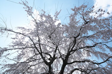 春・満開のしだれ桜の古木