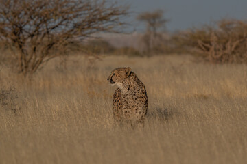 A cheetah searching for prey in the grasslands of the Kalahari Desert in Namibia.
