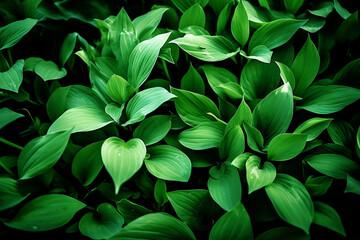 Fototapeta na wymiar Wild Ramsons garlic leaves. 