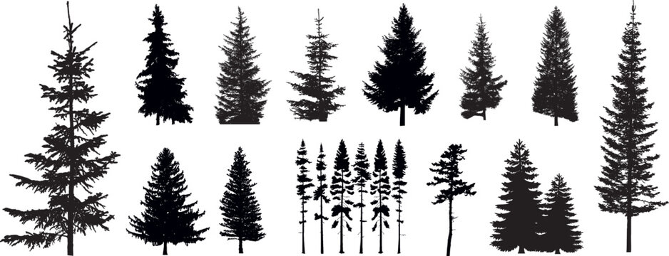 Set of different silhouettes of pine trees. Icon vector tree.