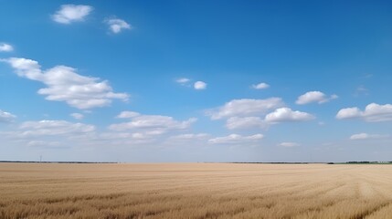Fototapeta na wymiar A distant wheat field in light color. Azure and clear