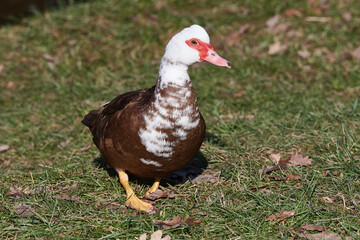 Moschusente, Cairina moschata